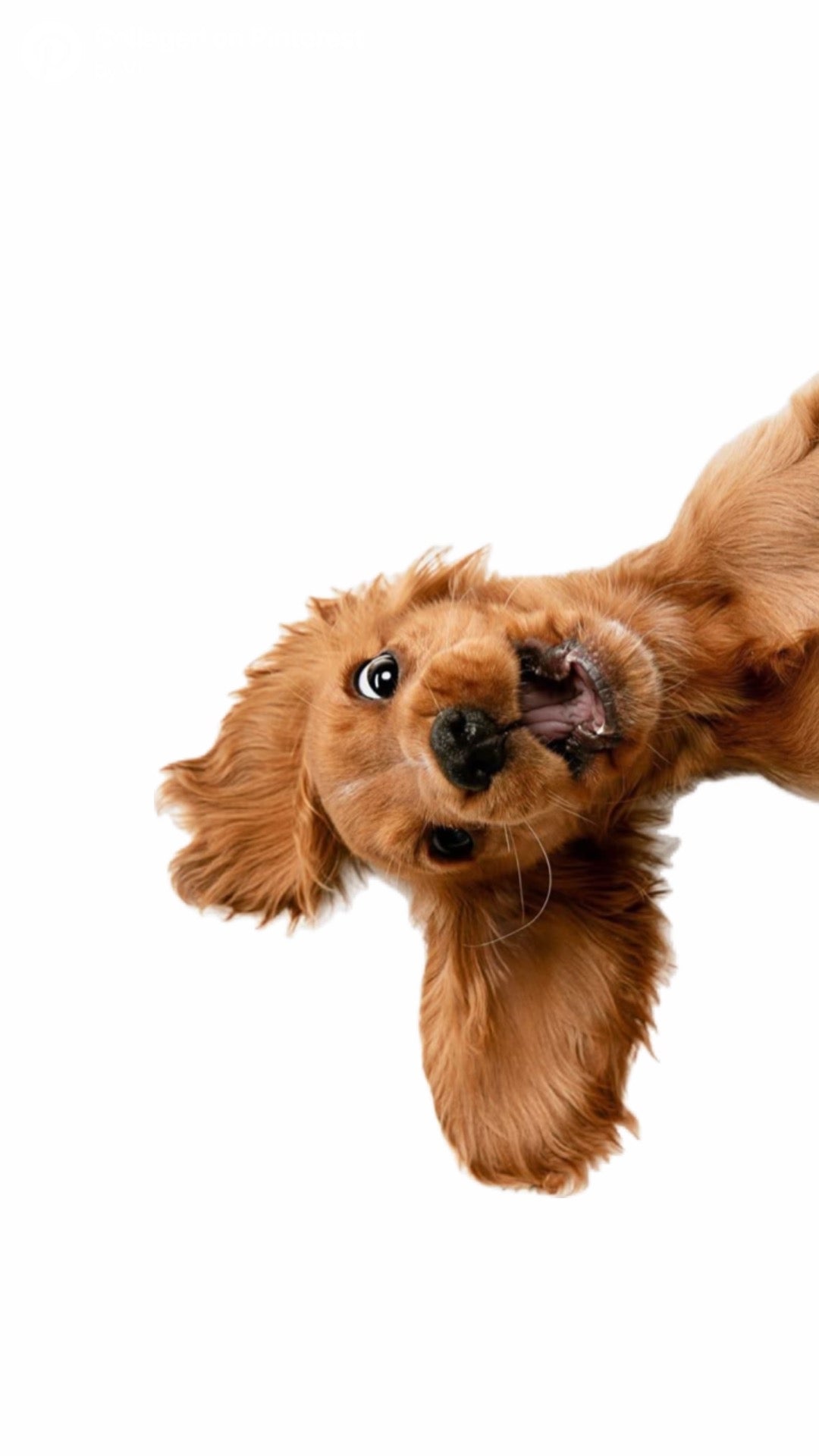 Dog treats
