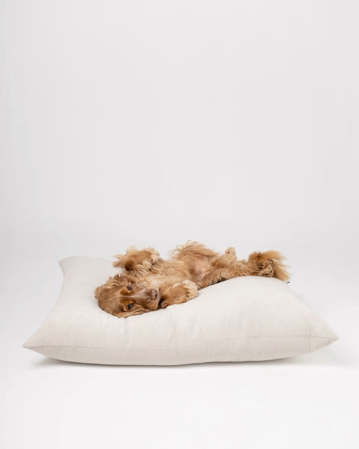 Pet Furniture & Beds