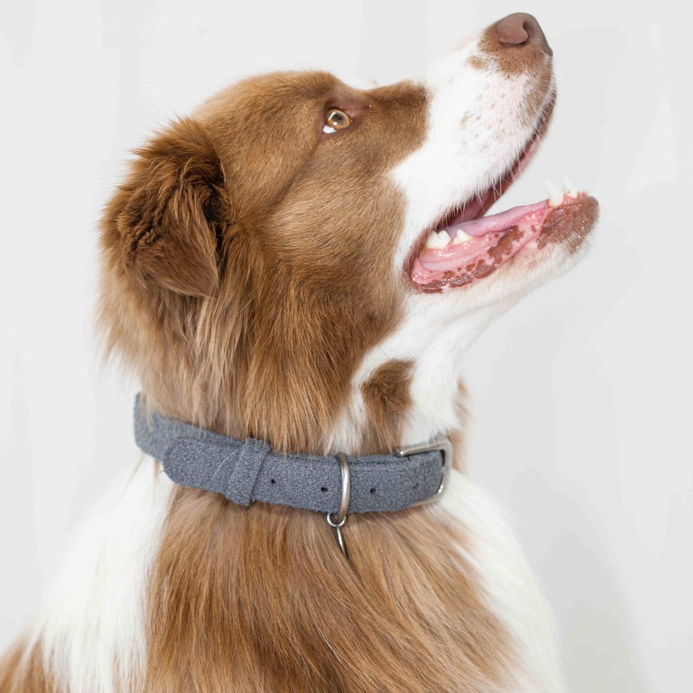Dog Collars