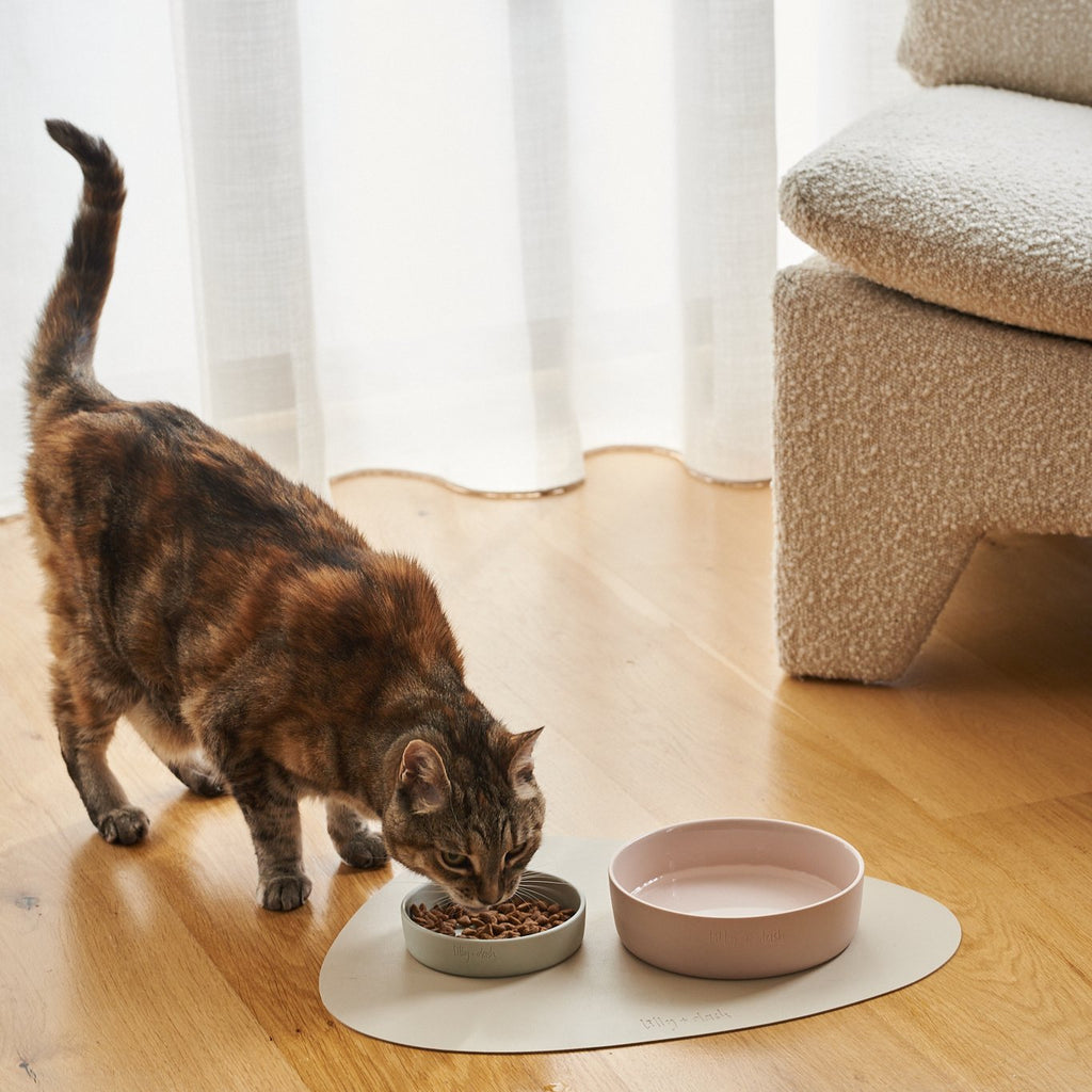Cat Bowl