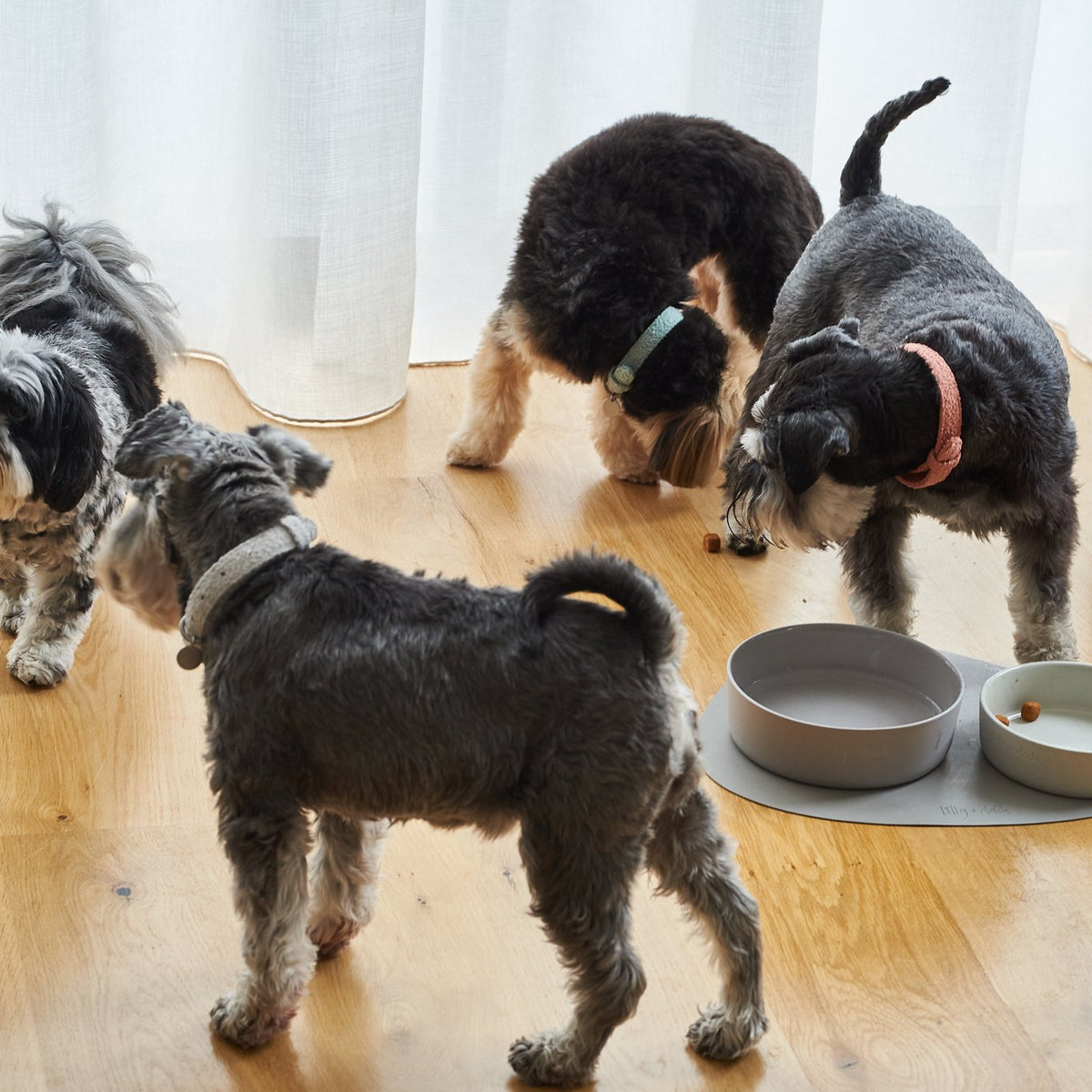 Dog Collars